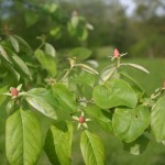 Quince Buds