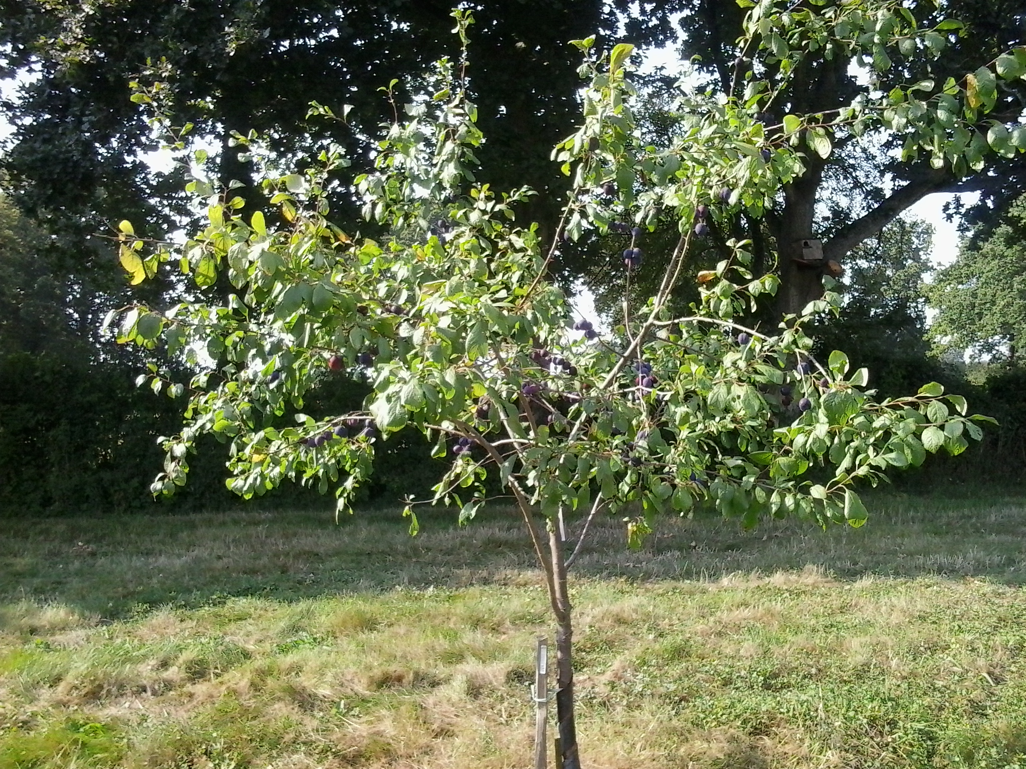 Damson – Sussex Fruit Trees