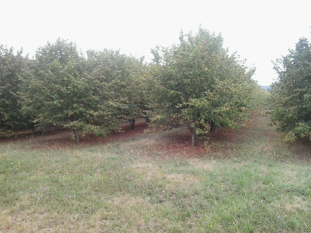 20190812_111328 Sussex Fruit Trees